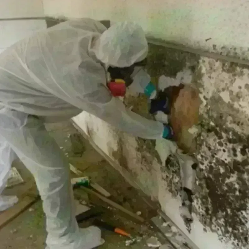 Mold Remediation and Removal in Bon Aqua Junction, TN